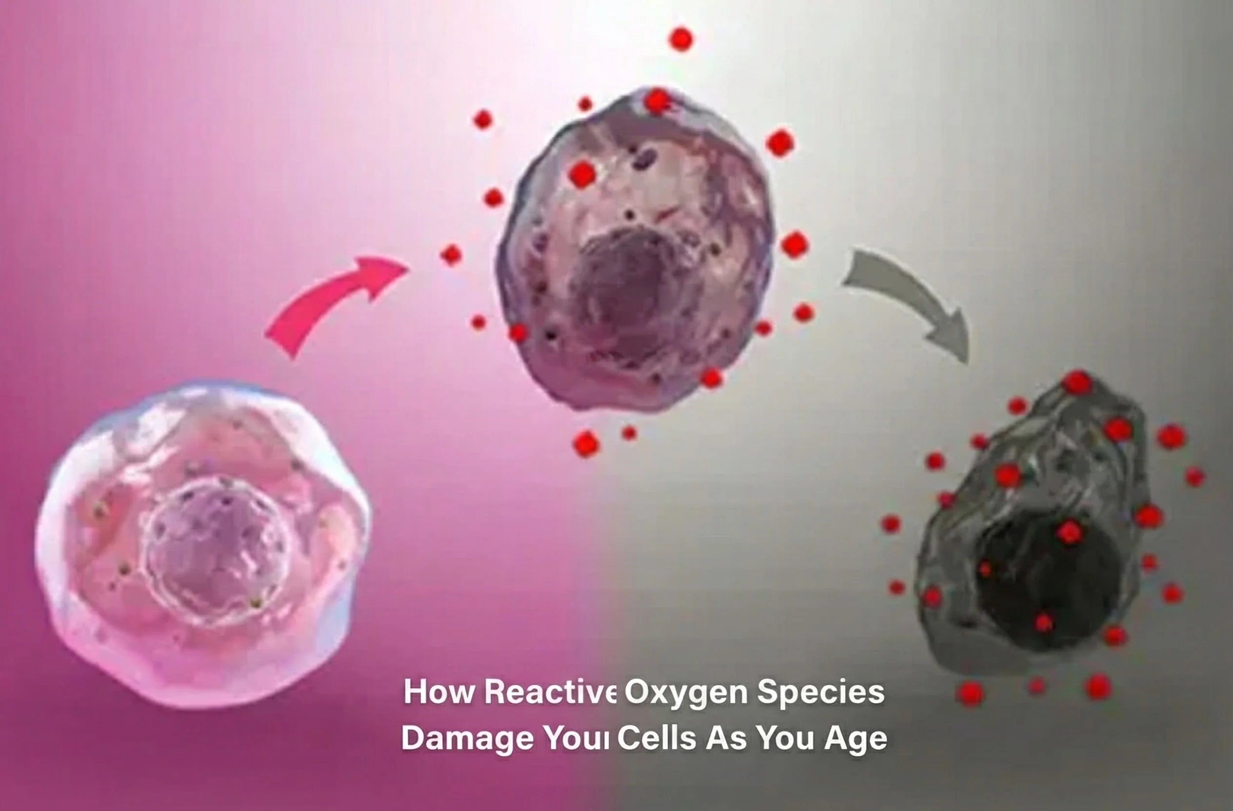 How Reactive Oxygen Species damage your cells as you age